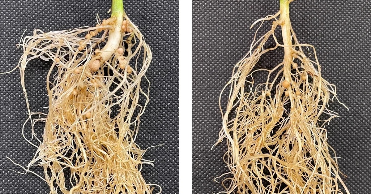 La pianta di soia a sinistra, trattata con Arevo® Booster, mostra più noduli se comparata al testimone, sulla destra. Questo indica una maggiore capacità della pianta di simbiosi con i funghi micorrizici che fissano l'azoto atmosferico